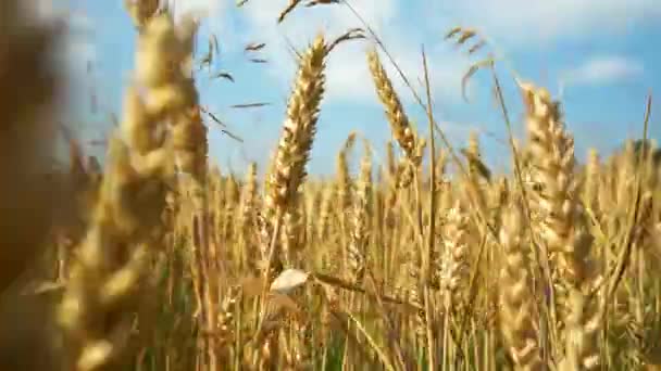 Rijpe maïsaren in het veld. — Stockvideo