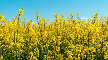 Sarı çiçekler mavi gökyüzüne karşı kopyalanmış. Açan kolza tohumu tarlası kapanıyor. Mavi ve sarı renklerin uyumlu kombinasyonu. Kolza yağı üretimi için ham madde.