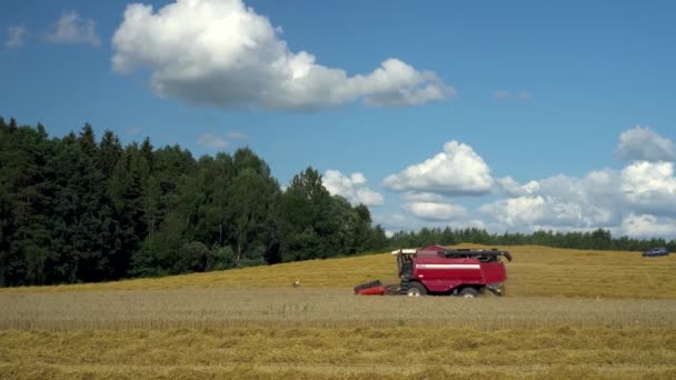 Kombiner høstmaskine indsamler korn på baggrund af skoven og skyerne. God høst. Landbrugsarbejde. Unge storke jager i græsset. – Stock-video