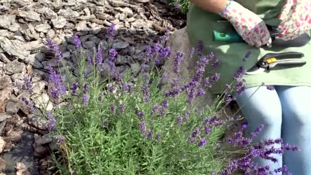 Kvinnliga händer i trädgårdshandskar bearbetar en blombuske i trädgården. Lavendel blommor i en rabatt framför huset. Buskar av lavendel i landskapsdesign. — Stockvideo