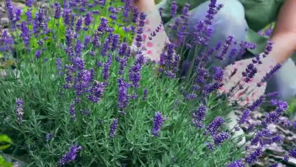 Mâinile de sex feminin în mănuși de grădinărit procesează un tufiș de flori În grădină. Flori de lavandă într-un pat de flori în fața casei. tufișuri de lavandă în designul peisajului . — Videoclip de stoc