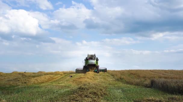 La machinerie agricole récolte. Combiner le travail de la moissonneuse sur le terrain. Récolte de blé. Beau temps pour les travaux agricoles. Le fermier termine son travail. — Video