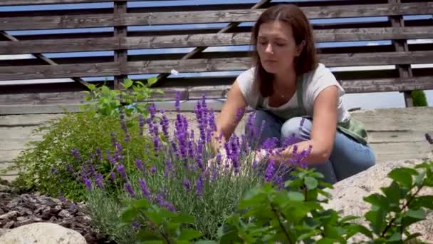 Una mujer jardinero forma un arbusto de lavanda en un jardín de flores cerca de la casa. — Vídeos de Stock