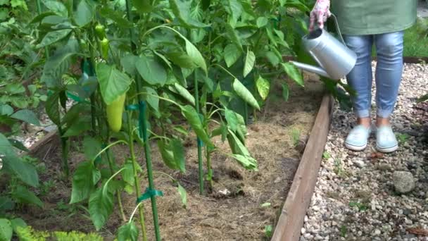 Tuinplanten besproeien. Vrouwelijke tuinman besproeit planten in het tuinbed. Groene planten hebben verzorging nodig. Kolomappelboom. Kleine tuin onderhoud. — Stockvideo