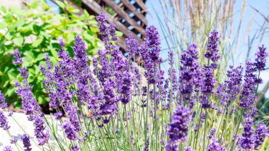 Provencal bahçesindeki lavanta çiçekleri. Bahçe manzaralı bir bahçede Akdeniz tarzında bir lavanta çalısı çiçek açar. Temel yağların, kokuların, parfümlerin üretimi için hammaddeler.