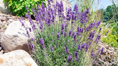 Büyük bir taş ve çam ağacı kabuğunun arka planına yakın plan güzel lavanta çalısı. Mor lavanta çiçekleri Provencal tarzı bir bahçede hoş bir koku yayar. Lavantadan gerekli yağ.
