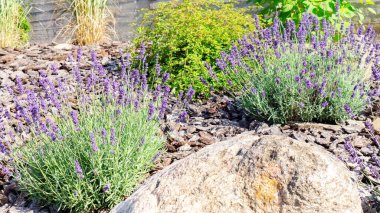 Provencal Garden 'da Fransız lavantası. Lavanta çalıları kapanır. Bahçe düzeninde Provencal lavanta. Gerekli yağların üretimi için hammaddeler.