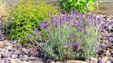 Sabah ışığında güzel lavanta çalısı. Bahçedeki lavanta çiçekleri Provencal tarzında. Kozmetik malzemeler için hammadde, mutfak kokuları, potpuri..