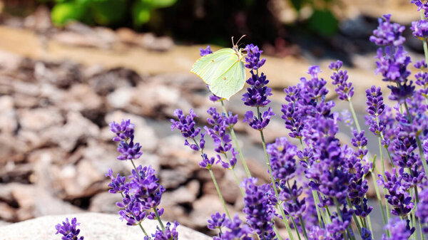 Brimstone butterfly sits on a purple lavender flower. Plants that attract butterflies and other insects. Beautiful lavender bush in the garden with pine bark mulch. Landscaping in Provencal style.