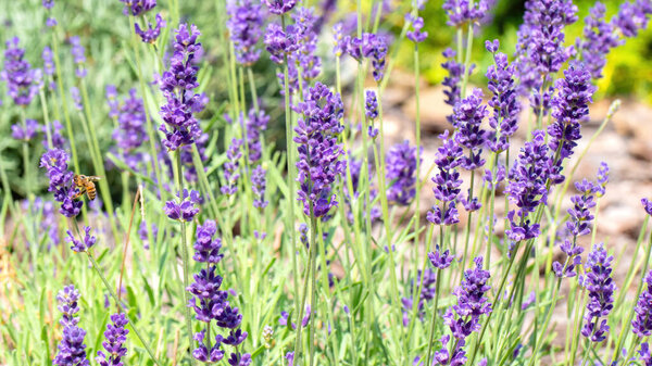 Фиолетовые цветы лаванды крупным планом с размытым фоном. Лаванда для ароматных саше, сухих букетов и ароматизаторов. Макро фото лаванды с копировальным пространством.