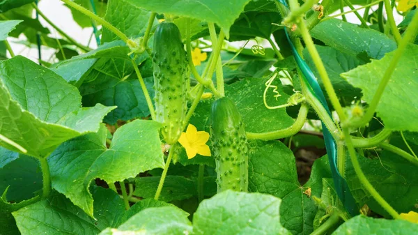 Los Gherkins Crecen Enrejado Invernadero Flor Pepino Cerca Macro Foto — Foto de Stock