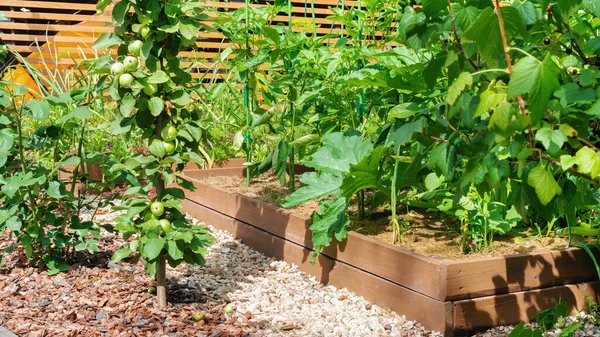 Growing organic vegetables in raised wooden beds. Paths between high beds of sea pebbles and pine bark chips in a vegetable garden designed according to the principles of organic farming.