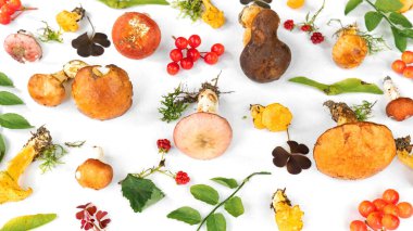 Orman mantarları arka plan üst görüntü yakın çekim. Beyaz arka planda yenebilir mantar seti. Sonbahar ormanlarından izole mantar, böğürtlen ve bitki koleksiyonu. 