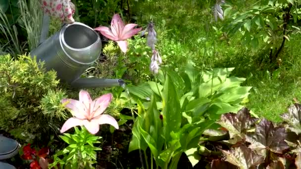 Gartenpflanzen gießen. Gärtnerin gießt Pflanzen im Garten. — Stockvideo