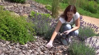 Lavanta çalıları arasında peyzaj. Bahçıvan toprağı kabukla kaplıyor..