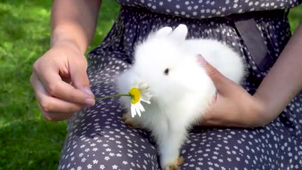 Las manos femeninas acarician a un conejo. Una mascota inusual. Lindo conejo blanco. — Vídeos de Stock