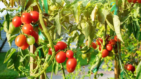 가지에 토마토는 침대에서 자란다 정원의 가지를 클로즈업 토마토입니다 정원에서 토마토를 — 스톡 사진
