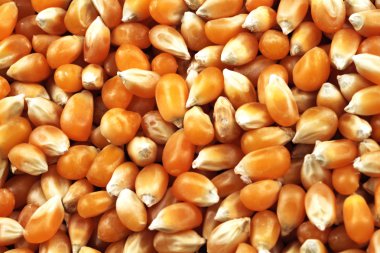 Kurutulmuş mısır çekirdekleri aşırı makro