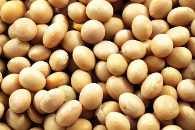 Soya fasulyesi süper makro