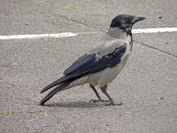 Ворона в капюшоне на дороге — стоковое фото