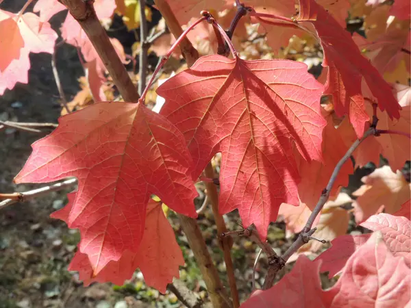 Czerwony kolory jesieni liści klonu — Zdjęcie stockowe