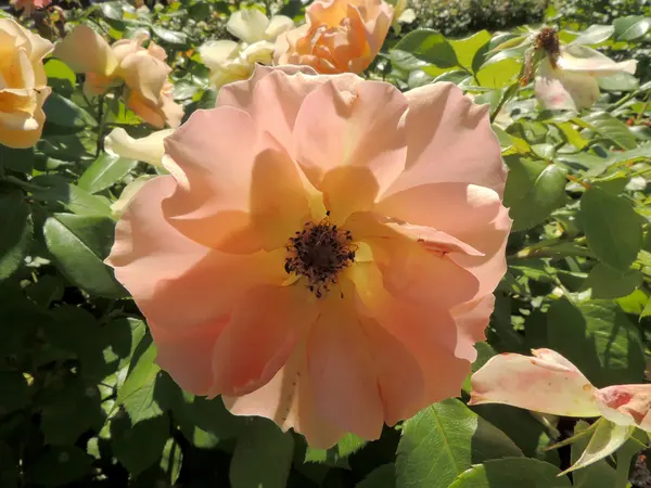 Rosa-orange rosa canina Nahaufnahme — Stockfoto