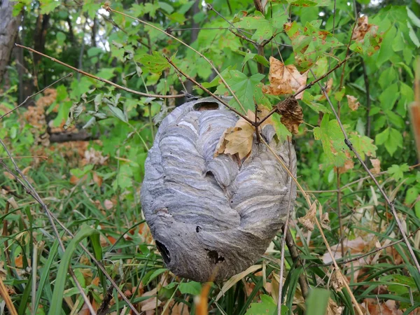 Nest of paper wasps — Stock Photo, Image