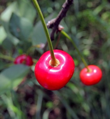 Tart kiraz ağacı meyvesi