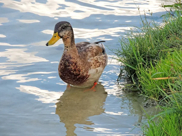 Jonge wilde eend staande op de bodem van een ondiepe rivier — Stockfoto