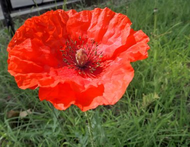 Haşhaş çiçek kırmızı Başkanı 