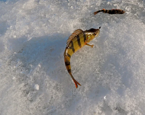 River perch on the river ice — Stock Photo, Image