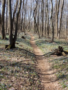 Bahar orman yolu kardelen arasında