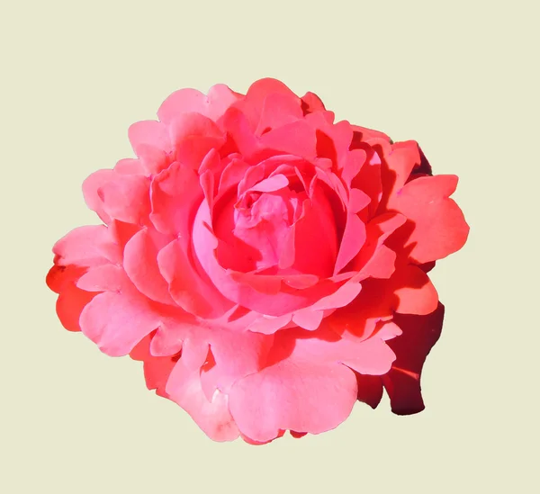 Foto de cerca de una flor de rosa — Foto de Stock