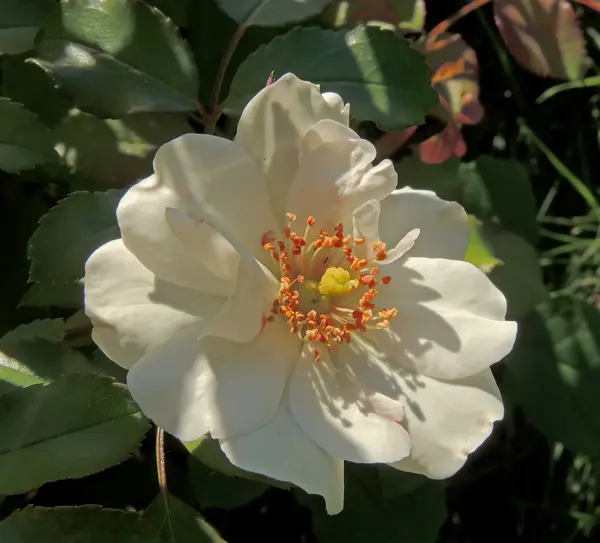 stock image White dog-rose close-up