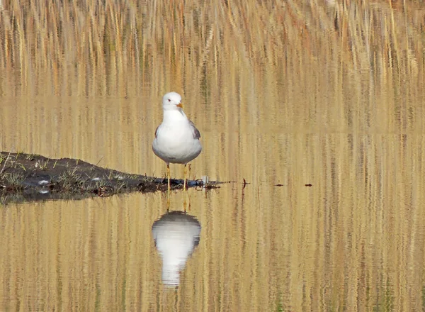 Common gull among the reeds — Stock Photo, Image