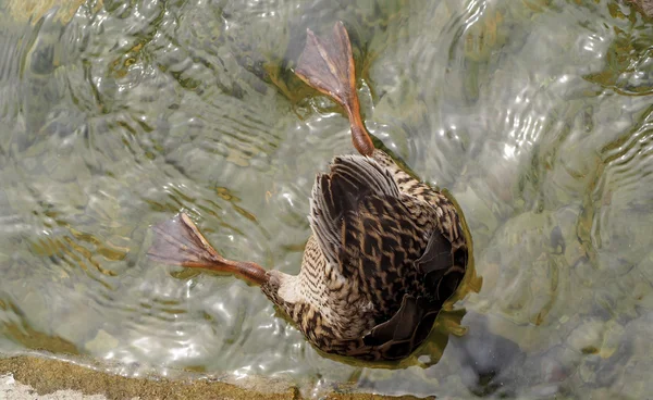 Mallard duck terug naar boven — Stockfoto