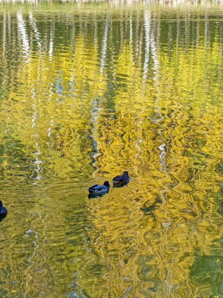 Wild Ducks Floating Surface Lake Autum — Stock Photo, Image