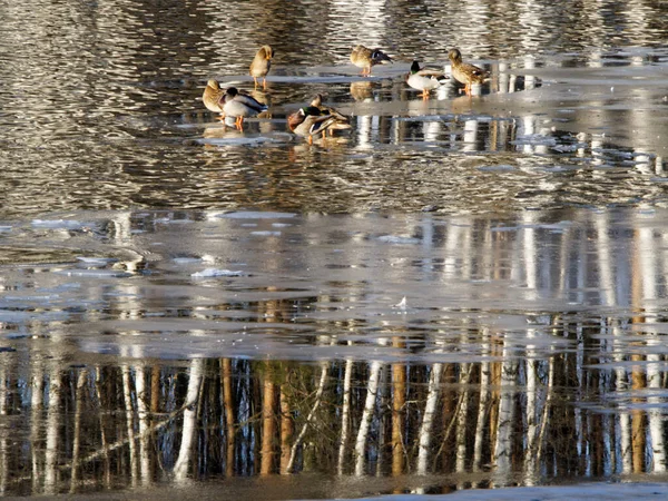 Wild Ducks Still Thawed Ice Open Water Pond Which Coastal — Stock Photo, Image