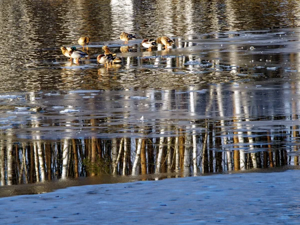 Mallard Agacha Hielo Todavía Descongelado Entre Las Aguas Abiertas Estanque — Foto de Stock