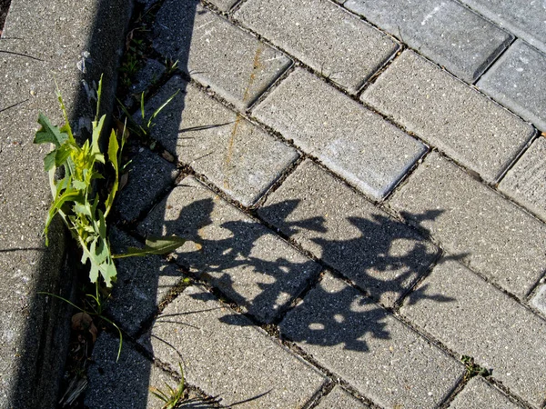 Pissenlit Taraxacum Son Ombre Sur Dalle Pavage — Photo