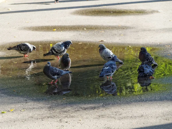 通りの水たまりの中に鳩の群れ — ストック写真