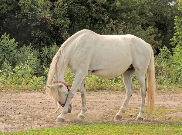 탁트인 곳에서 Equus Ferus Caballus — 스톡 사진