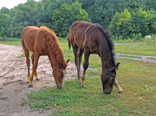 าเกาล ดและปศ Equus Ferus Caballus ยงใน Clearin — ภาพถ่ายสต็อก