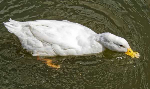 Een Huisdier Eend Anas Platyrhynchos Drijvend Het Water Van Een — Stockfoto