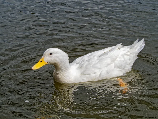 Evcil Bir Ördek Anas Platyrhynchos Bir Deposunun Suyunda Yüzer — Stok fotoğraf