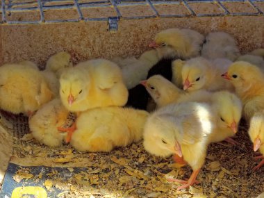 Bir kutu içinde bir grup güneşli tavuk (Gallus gallus domesticus)
