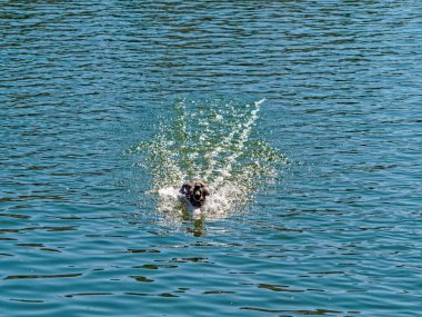 Su yüzeyine bir yaban ördeği konması ve suyun üzerinde bir iz.    