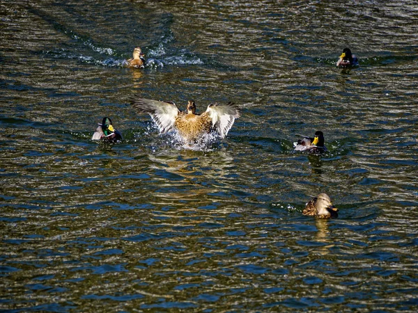 Landing Open Wing Mallard Surface Water — Stock Photo, Image