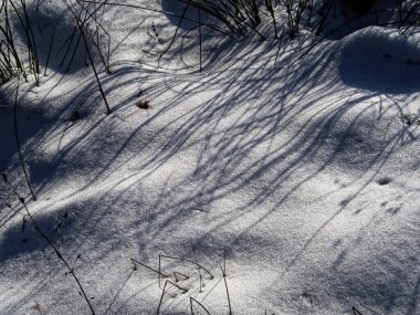 Bitkilerin kuru karnabaharları ve gölgeleri karla kaplı bir zeminde