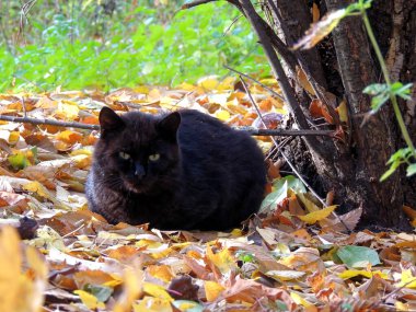Bir ağacın dibinde düşen sonbahar yapraklarının üzerine uzanmış siyah bir kedi.